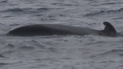 Globicephala macrorhynchus