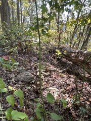 Smilax rotundifolia