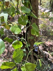 Smilax rotundifolia