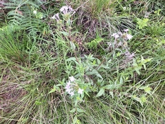 Conostomium natalense