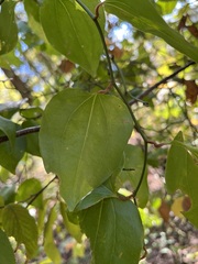 Smilax rotundifolia