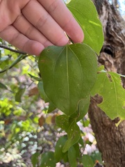 Smilax rotundifolia