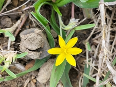 Hypoxis angustifolia