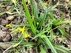 Hypoxis angustifolia