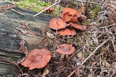 Gymnopilus penetrans