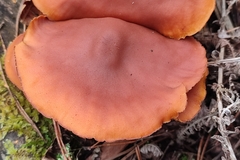 Gymnopilus penetrans