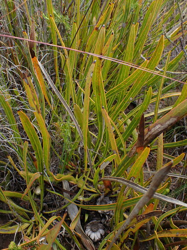 Image of Protea piscina by (c) Ren Hoekstra, some rights reserved (CC BY)