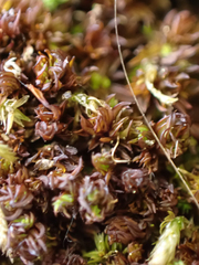 Syntrichia laevipila