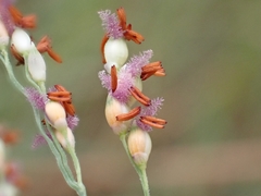 Panicum repens