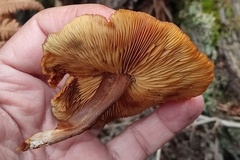 Gymnopilus penetrans