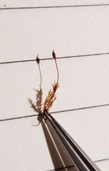 Dicranella rufescens