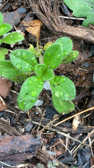 Cerastium glomeratum
