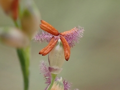 Panicum repens
