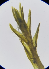 Dicranella rufescens