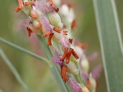 Panicum repens