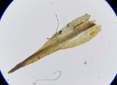 Dicranella rufescens