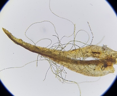 Dicranella rufescens