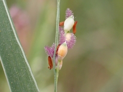 Panicum repens