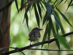 Tolmomyias sulphurescens
