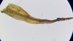 Dicranella rufescens