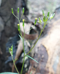 Senecio phelleus