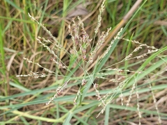 Panicum repens