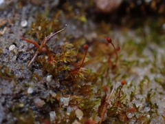 Dicranella rufescens