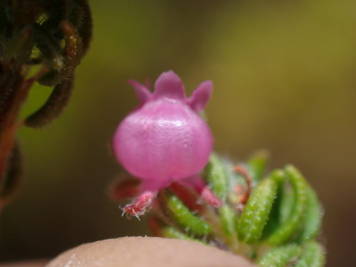 Image of Erica bergiana by (c) Ren Hoekstra, some rights reserved (CC BY)