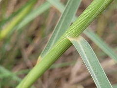 Panicum repens