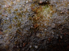 Dicranella rufescens