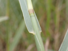 Panicum repens