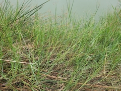 Panicum repens