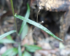 Senecio phelleus