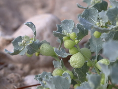 Atriplex holocarpa
