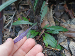 Senecio phelleus