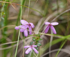 Tetratheca bauerifolia