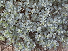 Atriplex holocarpa