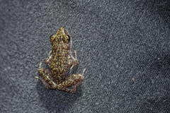 Eleutherodactylus pipilans