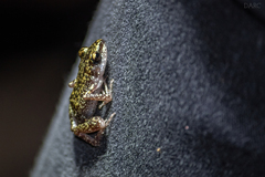 Eleutherodactylus pipilans