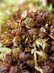 Syntrichia laevipila