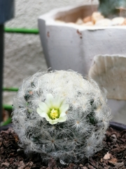 Mammillaria plumosa