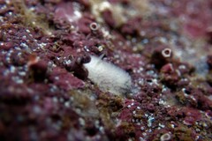 Onchidoris muricata