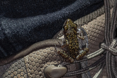 Eleutherodactylus pipilans