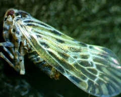 Cedusa maculata
