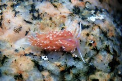 Facelina bostoniensis