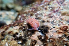 Facelina bostoniensis