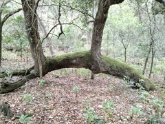 Quercus fusiformis