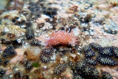 Facelina bostoniensis