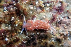 Facelina bostoniensis