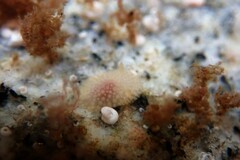 Onchidoris muricata